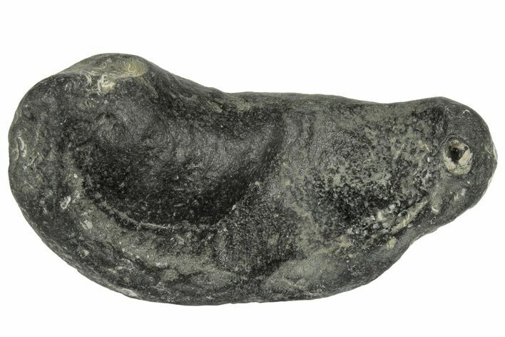 Fossil Whale Ear Bone - Miocene #177794